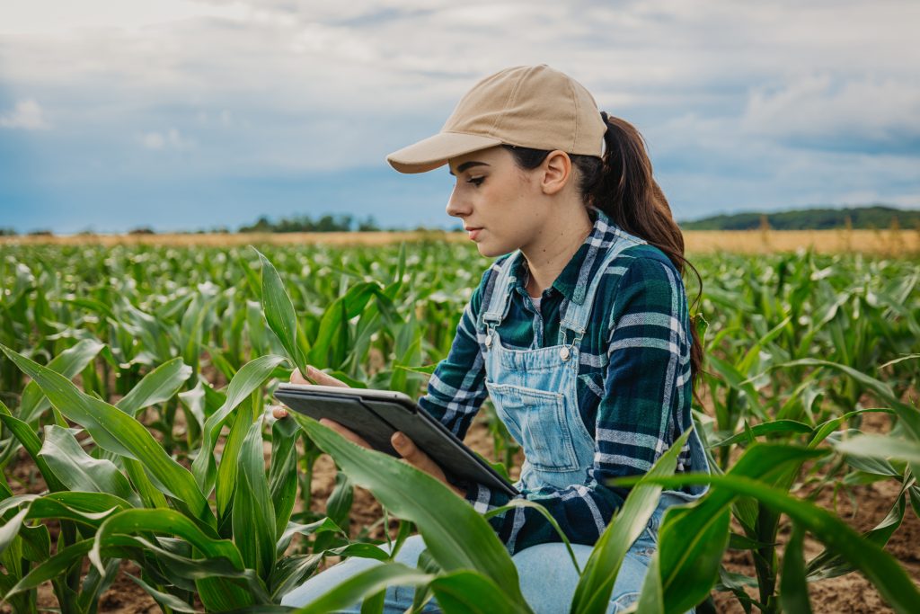 Agribusiness student examining leaves of corn crops while using digital tablet